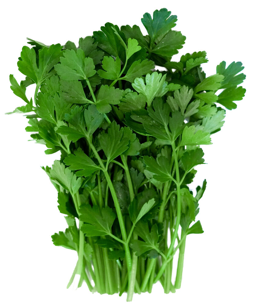 Bladselderij