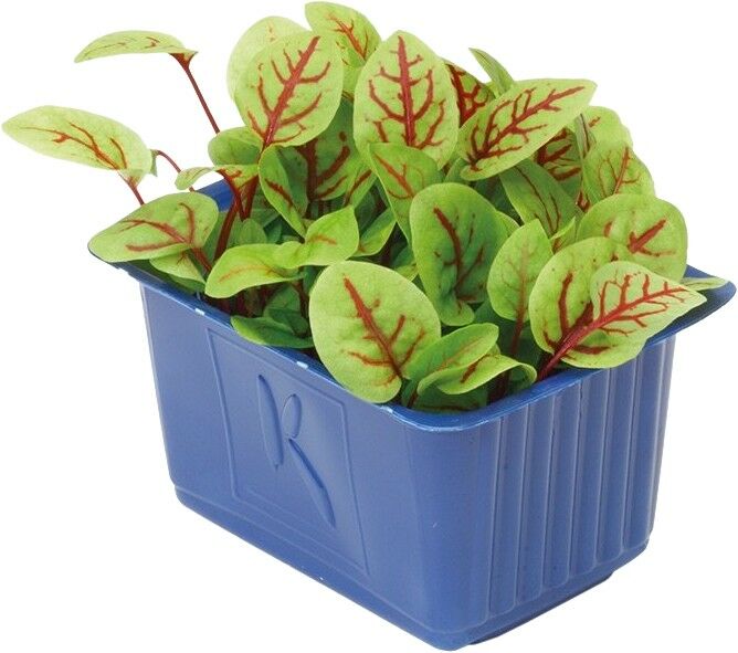 Vene cress